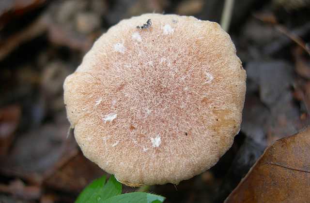 Tubaria conspersa    (Pers.)    Fayod